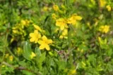Jasmin jaune
