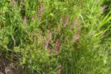 Fumeterre des murets