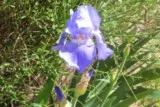 Iris de garrigue