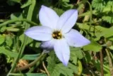 Etoile du Printemps