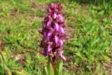 Orchis géant