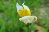 Tulipe des Bois